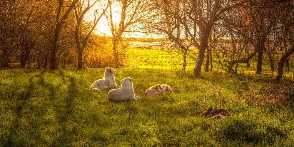 An image dogs laying in a field while the sun sets